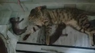 cat feeding milk her kittens see teel last moments#mother cat feeding baby