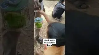 LUCU BANGET BELI ANAK AYAM WARNA WARNI