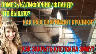 Помет калифорнии и фландра, осмотр - крольчата 10 дней. Скрещивание калифорнии и Фландр.