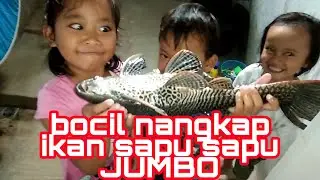ikan sapu sapu jumbo