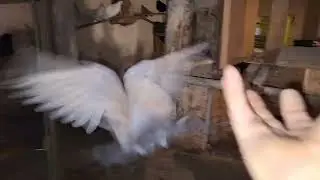 Подскажите масть голубей.?