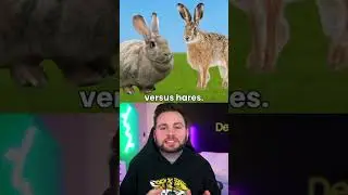 This is how you tell difference between rabbit and hares #shorts #short #fact #facts #animals #new