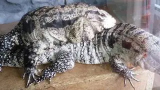 Mating tegu 4