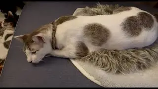 Early night sleep