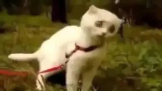 Испуганные коты прикольные видео про смешных котиков