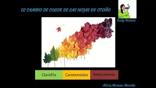 BIOLOGÍA FÁCIL 🌲🦊🦠: ¿POR QUÉ LAS HOJAS CAMBIAN DE COLOR EN OTOÑO? 🌲🌳🍃🍁🍂