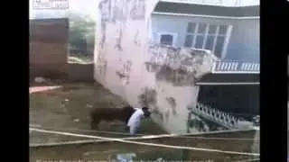 Faze tari cu tauri 2