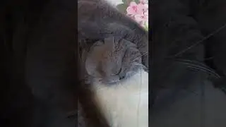 Кошечка сладко спит #кот #shortsvideo #catlover #британскаякошка #cat #питомцы #вмиреживотных