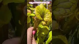 The perfect summer plant; Sarracenia flava var ornata