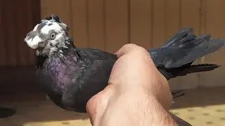 Гон Узбекских двухчубых в линке!