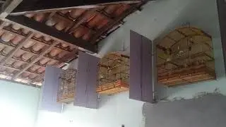 Sibite Batendo Belga : Samu x Dominguinhos