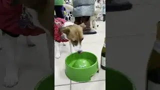 Мистер Гав 10 лет