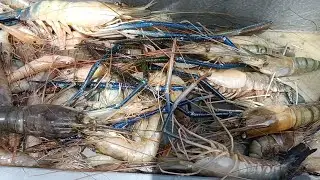 sampai naik keatas sicapit biru.menjala udang