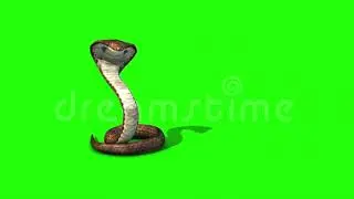 Snak Green screen || Laka da maar