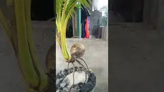 Koleksi acak pebonsai pemula