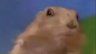 1 Minute Dramatic Chipmunk / Prairie Dog