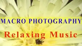 Risveglio - Beautiful Photos - Best Macro Photography Images - Relaxing Music - Pictures of Nature