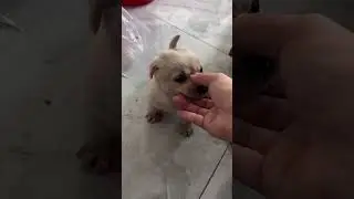 What are you doing dog #dog #cat #tiktok #shorts #funny