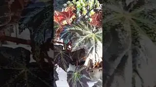 BEGONIA FOLHA DE MAMONA#vidio completo no canal #linda #plants