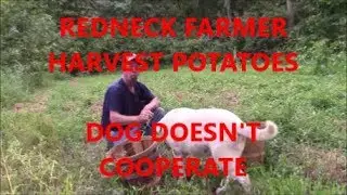 REDNECK FARMER HARVEST POTATOES DOG DOESN'T COOPERATE