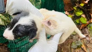 Puppies Rescued With Maggots &Wound | Maggots removed from body