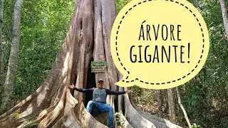 A maior árvore que eu já vi