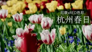 杭州春日美景+尼康NLOG视频调色教程