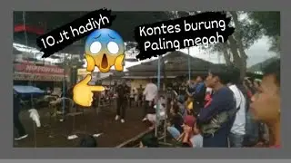 kontes burung 1m.hadiyah yaa😎😎