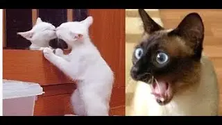 Riendo con los momentos más divertidos e inquietantes  Gato y perro #1 Divertidos TV !