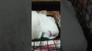 🩷He is actually sleeping in that way🩷#cuterabbit #sleepingbaby