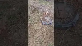Да овозот сатка