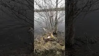 Джек рассел терьер