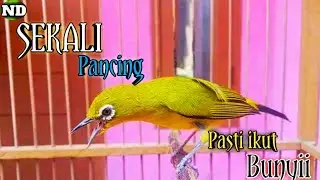 Sekali Pancing,, Pasti ikut Bunyi !! Suara burung pleci Gacor fighter Ngalas nembak, Sobek sobek