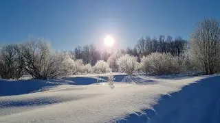 Первая прогулка Пуши, ястреб на ветке и мой удачный эксперимент