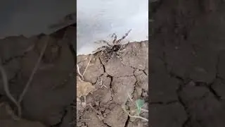 В Астраханской области к людям подобрались тарантулы