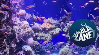 DEN BLÅ PLANET PART 2 /OCCEAN PARK, DENMARK
