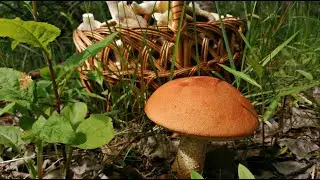Грибы Пошли! Огромные Подосиновики в июне. Тихая охота 2020