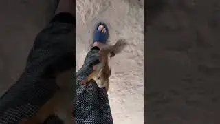 Нападение белок!!!