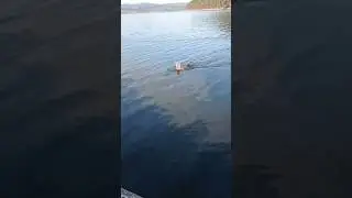 Зверь