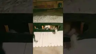 Cachorro detona colchão novo #pets