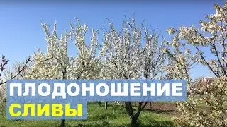 A high yield of plums in your garden