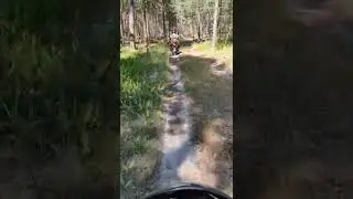 Осмотр лесов.