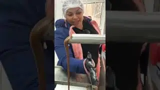 FÁBRICA DE CHOCOLATE 🍫 🍫🍫🍫