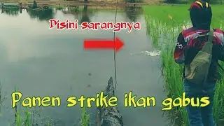 Mancing ikan gabus di sawah || casting gabus di sawah banjir.