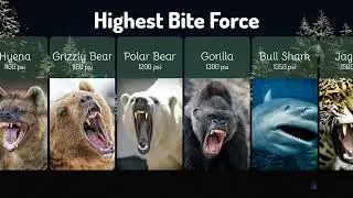 Most Powerful Bites In Animal Kingdom