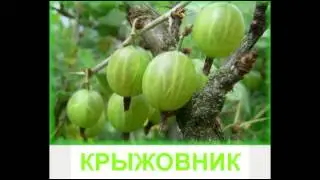 Развивающее видео для детей. Ягоды.
