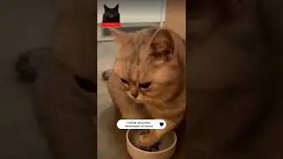 НЕ РУГАЙ ЗА ЭТО КОТА! 