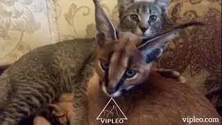 VIPLEO®. Какракет ф1 VIPLEO NORA и каракал SKIF VIPLEO.