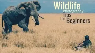 Wildlife Photography Tips For Beginners