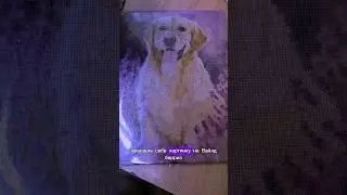 А вы выкладывали алмазную мозайку? #like #goldenretriever #популярное #собака #актив #тикток #dog
